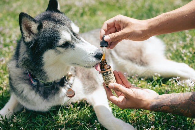 A Guide To Buying And Using CBD For Treating Anxiety in Dogs