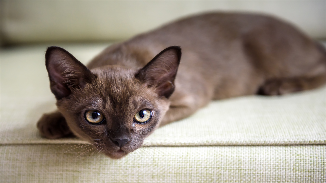 From a chatty cat to lonely Bearded Dragons — your pet queries answered