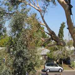 Budgeting For Tree Removal: Essential Tips For Flipping Houses In Groveland