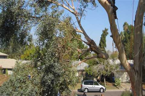 Budgeting For Tree Removal: Essential Tips For Flipping Houses In Groveland