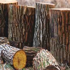 The Overlooked Home Selling Tip In Damascus, OR: Invest In Tree Care Services