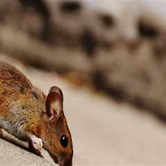 One Of The Most Overlooked Home Selling Tips In Fayetteville: Rodent Control
