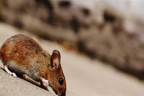 One Of The Most Overlooked Home Selling Tips In Fayetteville: Rodent Control